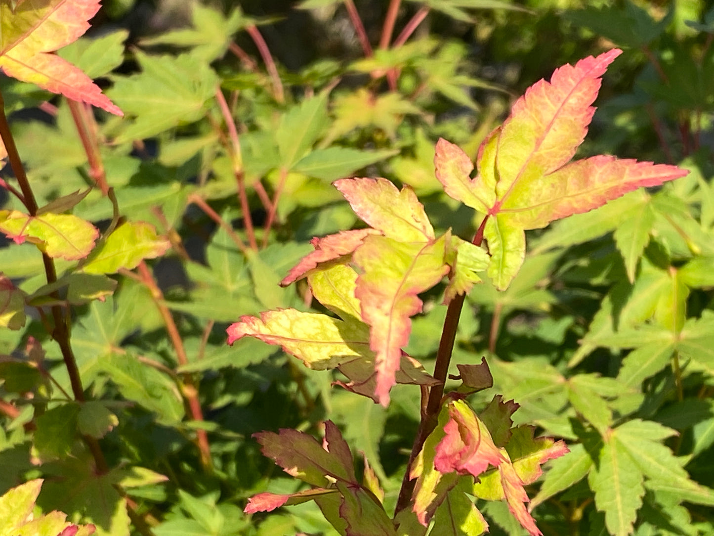 Acer palmatum 'Winter Flame'