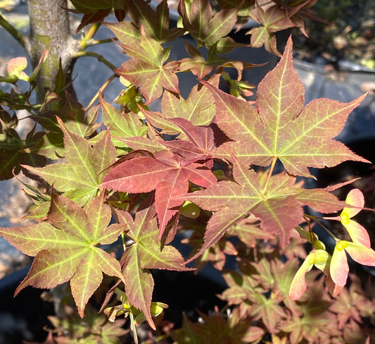 Acer palmatum 'Beni hoshi'