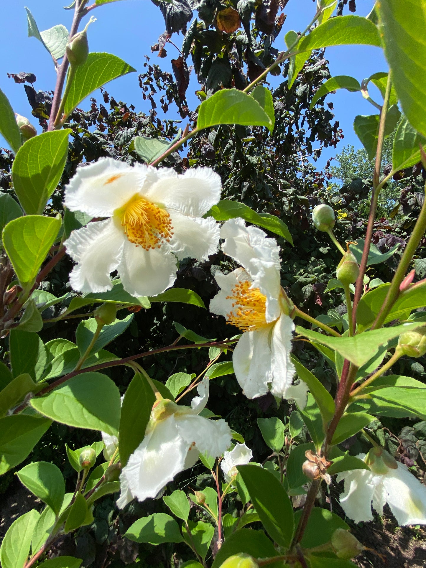 Stewartia pseudocamellia 'Pewter'