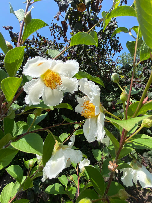 Stewartia pseudocamellia 'Pewter'