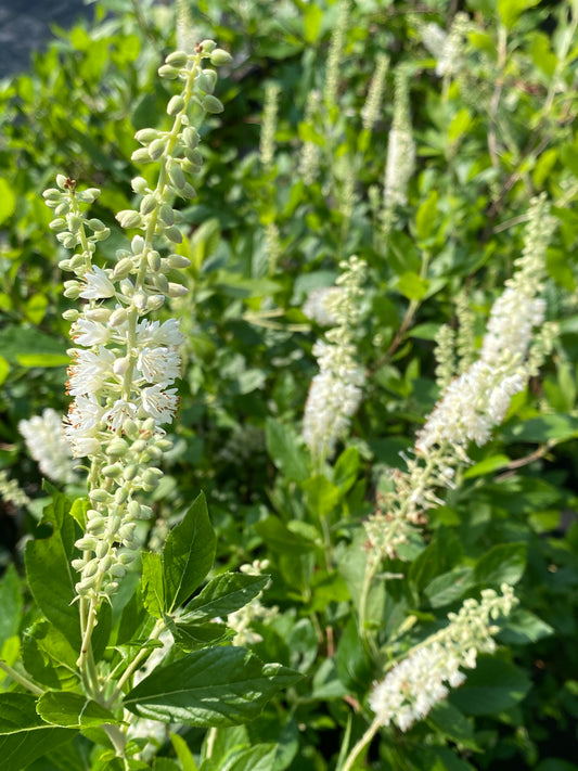 Clethra alnifolia 'Sixteen Candles'