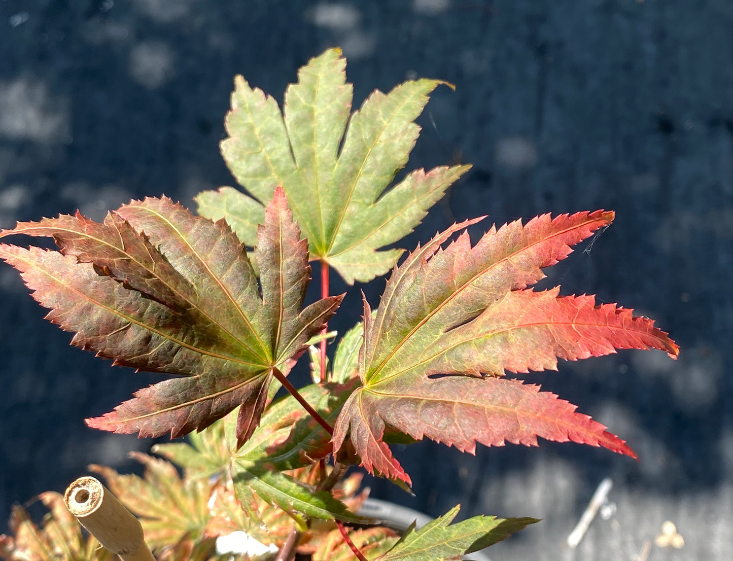 Acer palmatum x 'Purple Curl'