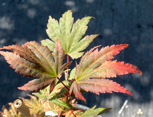 Acer palmatum x 'Purple Curl'
