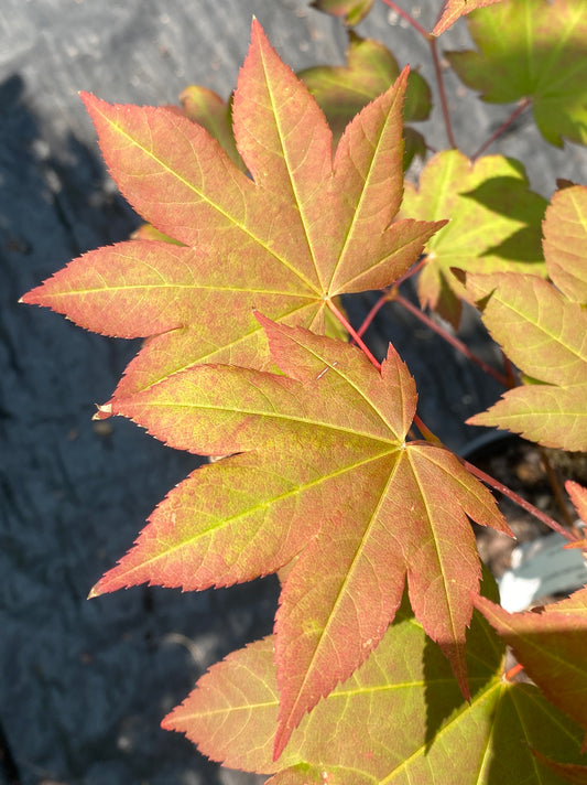 Acer x 'Morton UW'