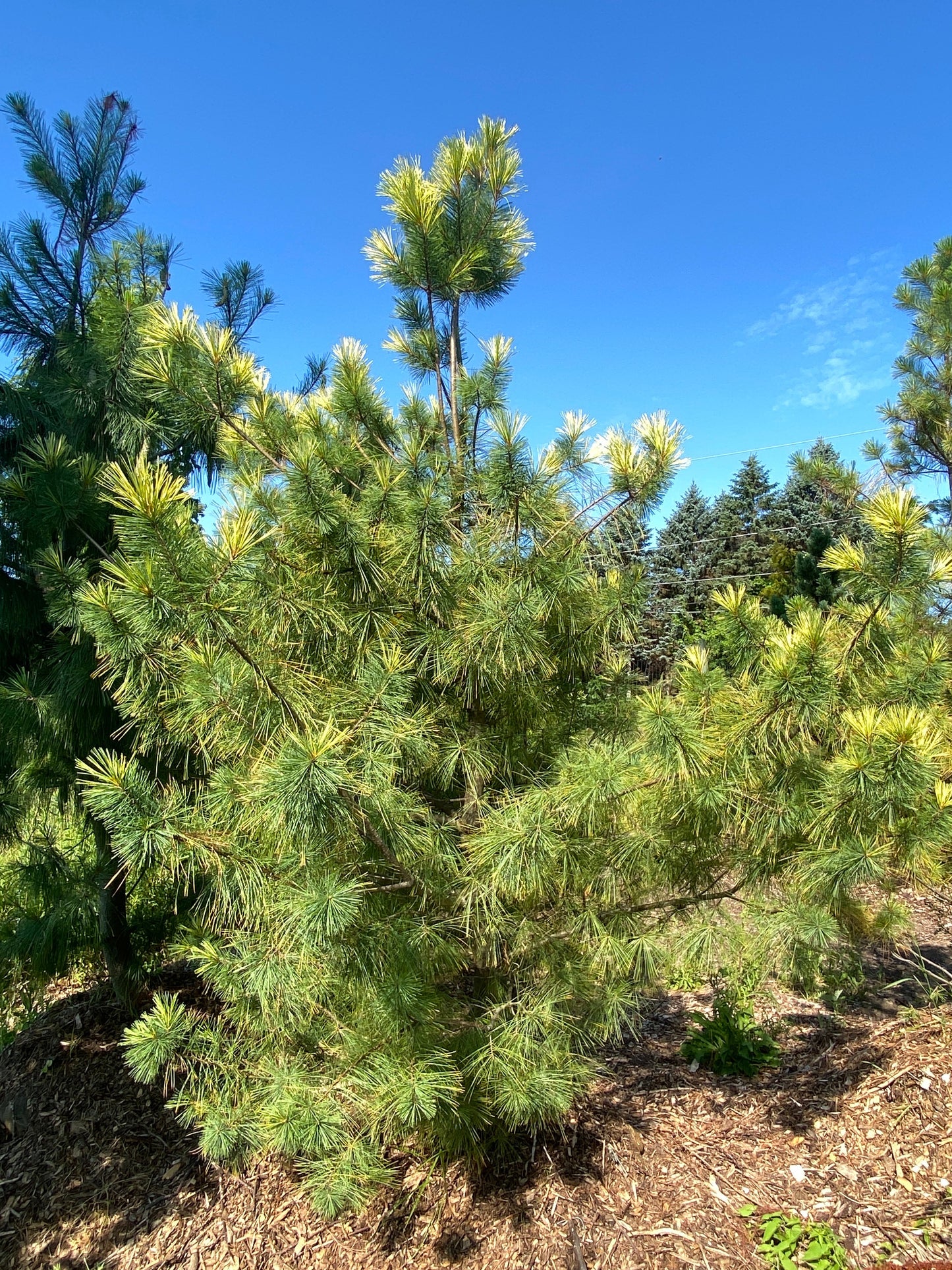 Pinus strobus 'Golden Candles'