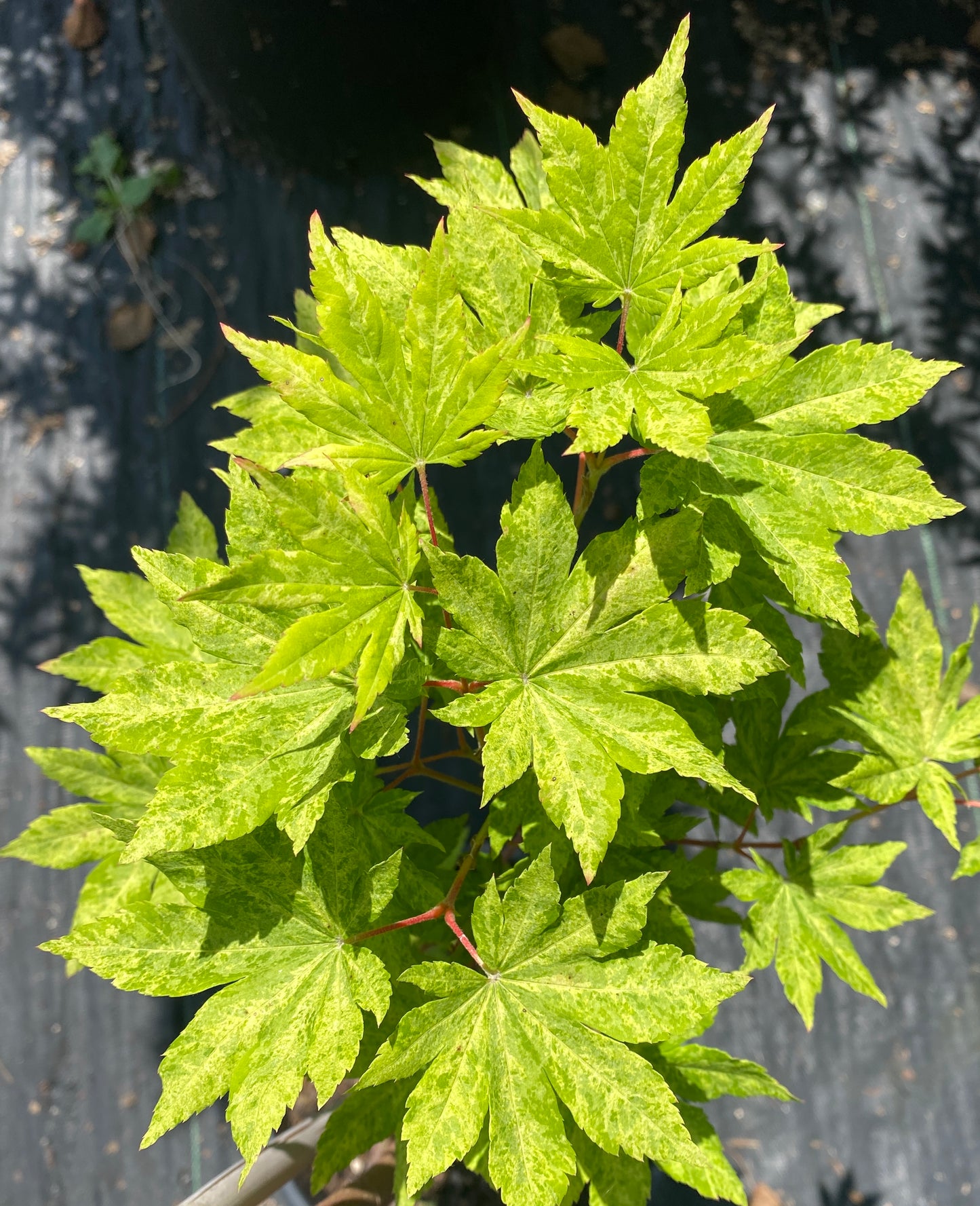 Acer sieboldianum 'Kumoi nishiki'