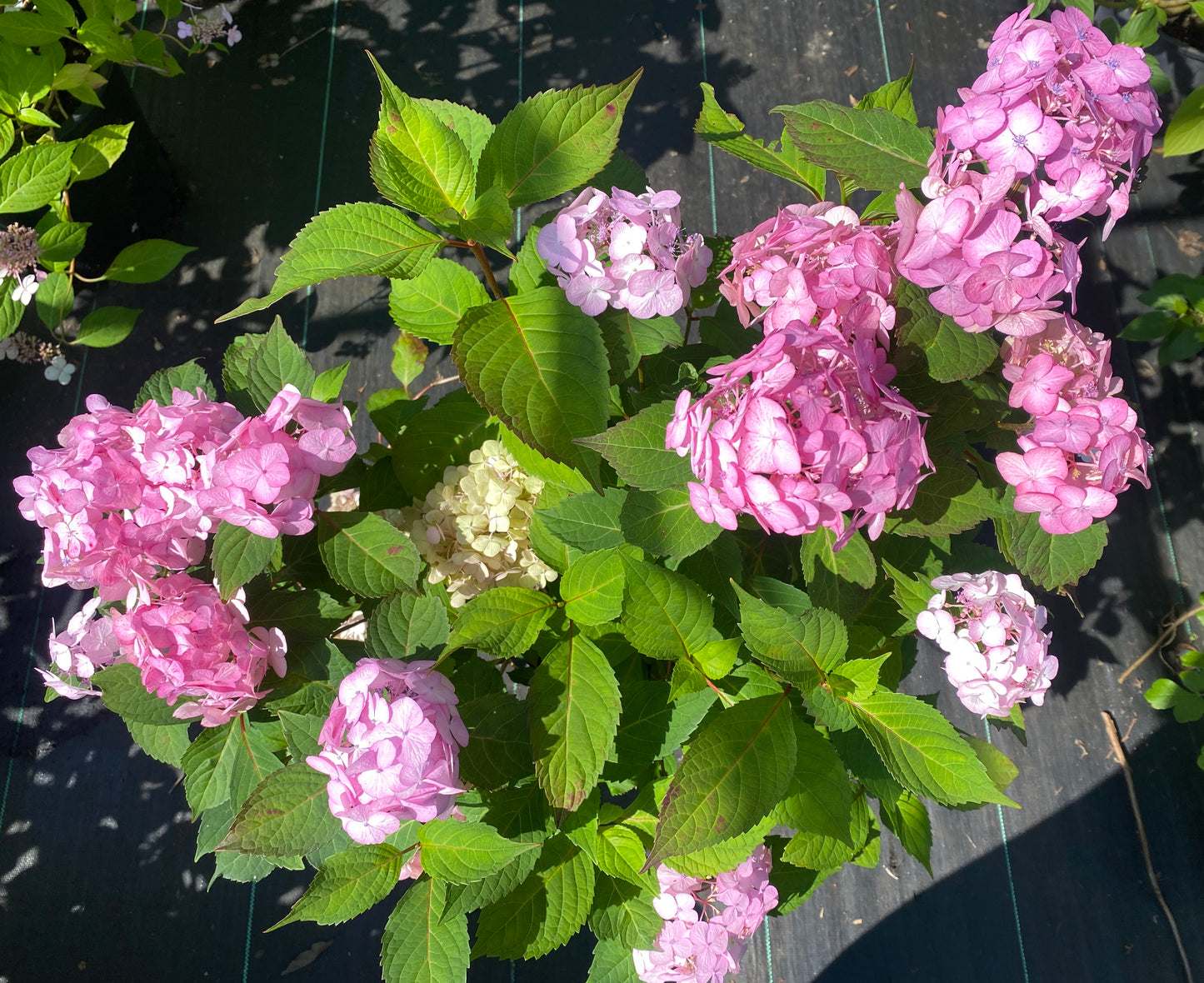 Hydrangea serrata 'Preziosa'
