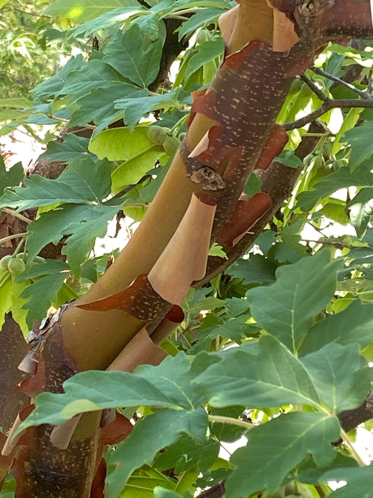 Acer griseum