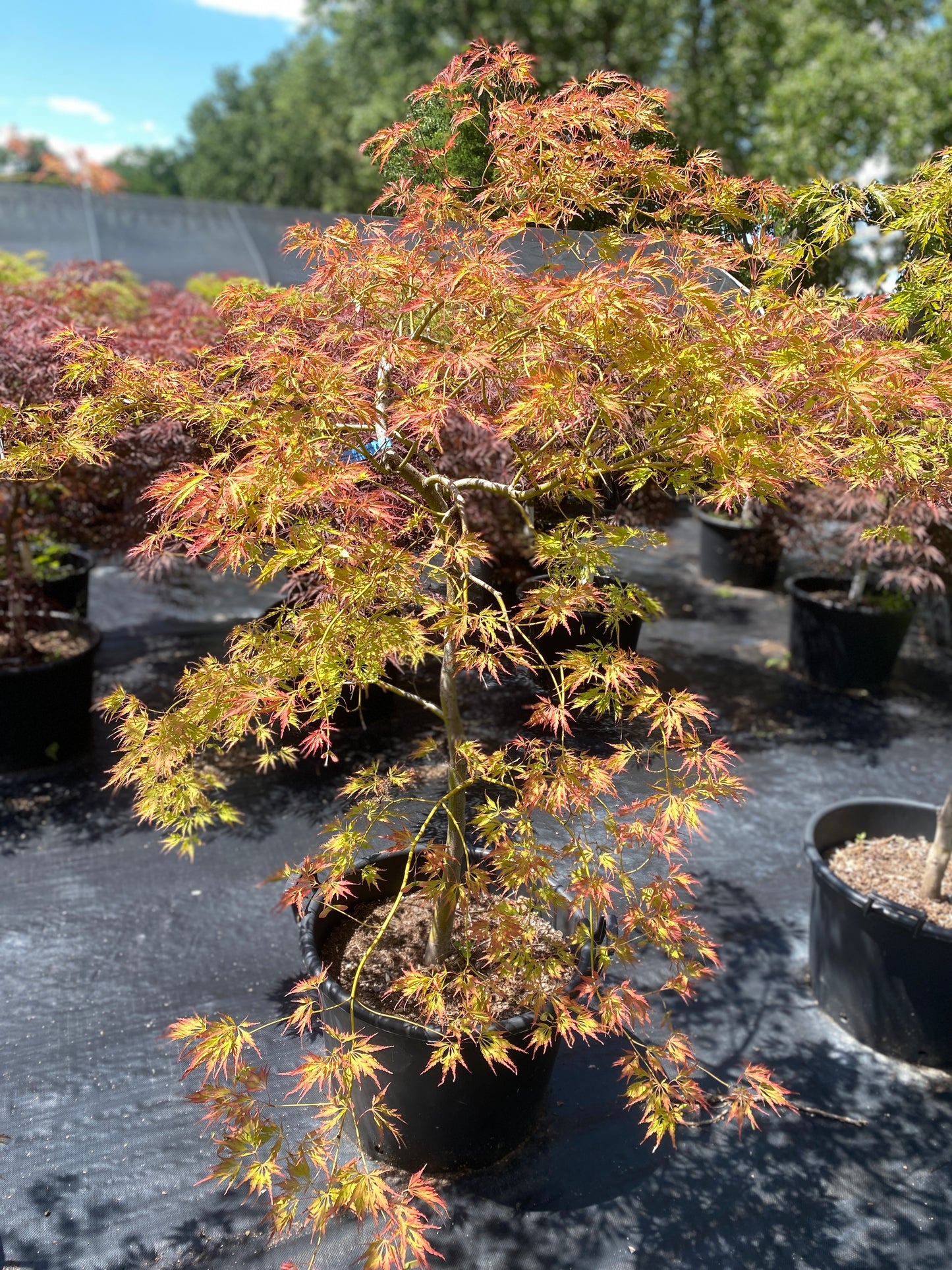 Acer palmatum dissectum 'Waterfall'