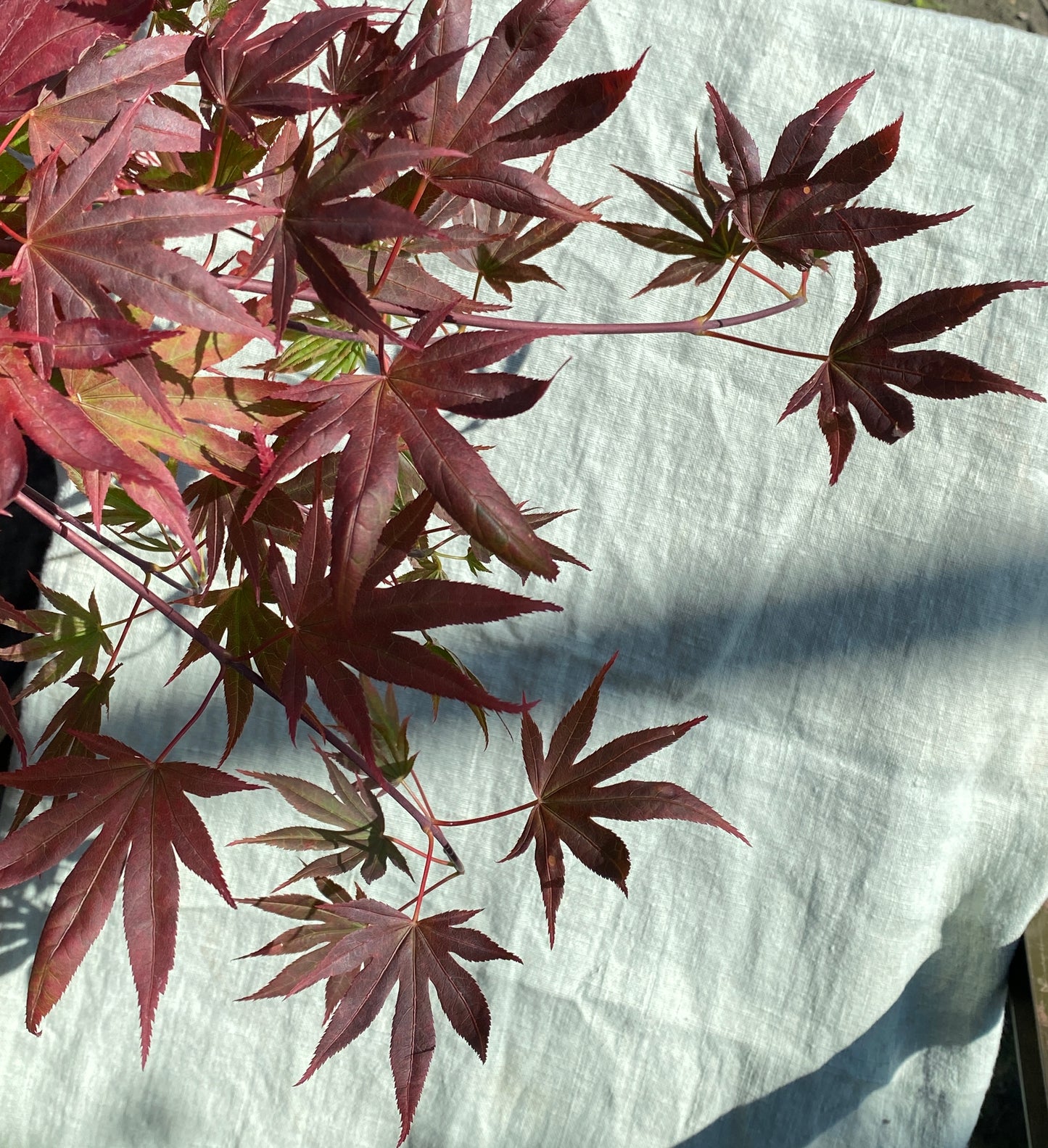 Acer palmatum 'Dragon Tears'