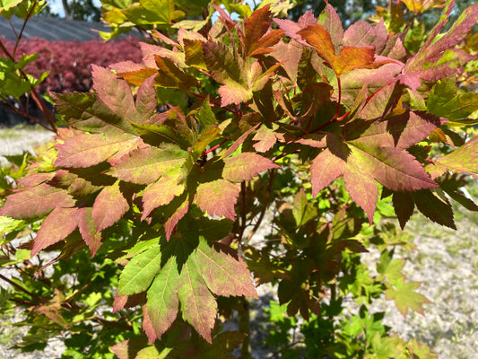 Acer sieboldianum 'Kinusugasa yama'