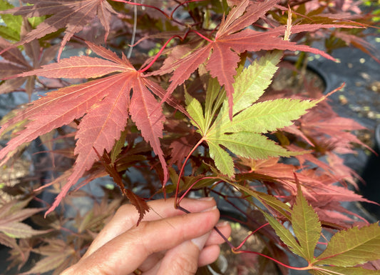Acer palmatum 'Peve Stanley'