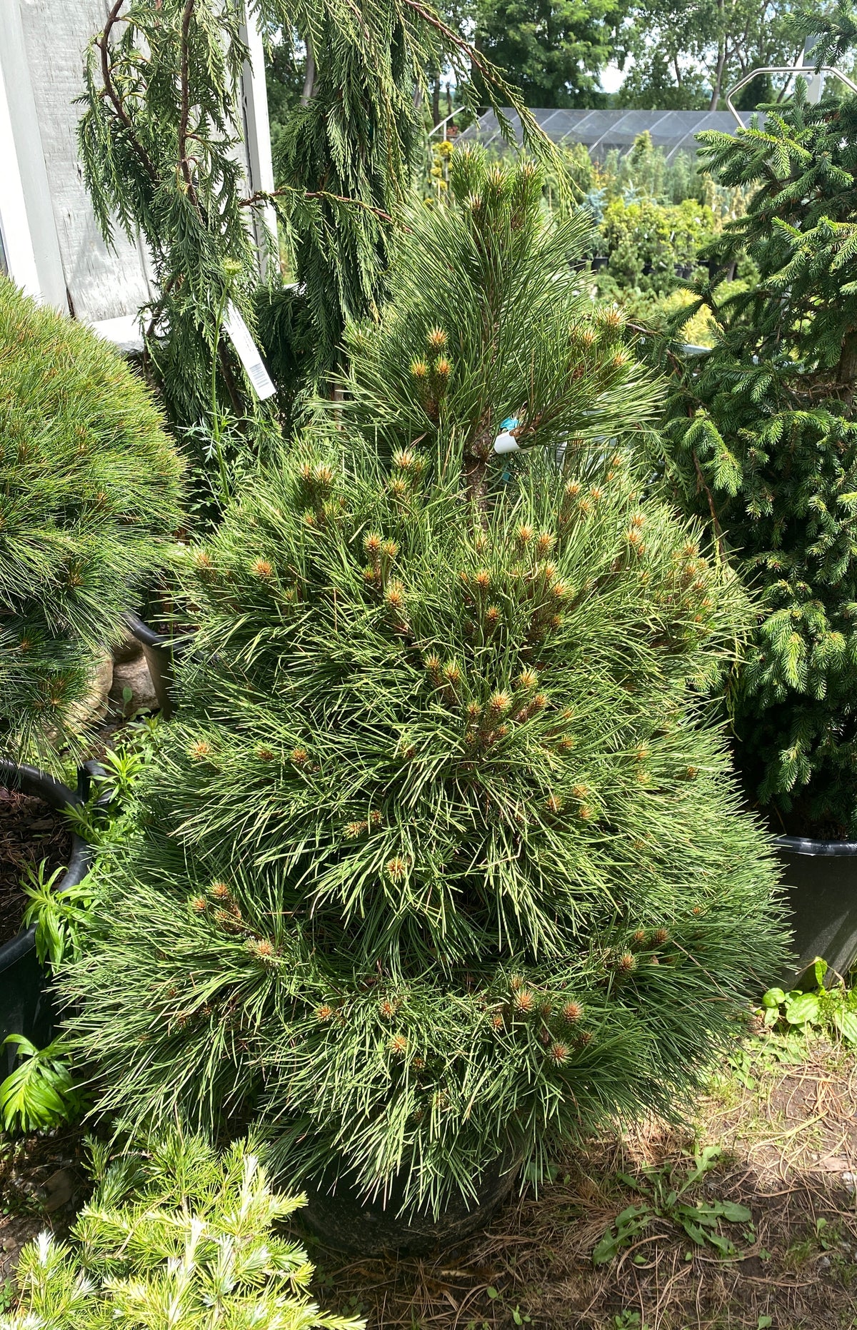 Pinus nigra 'Hornibrookiana'