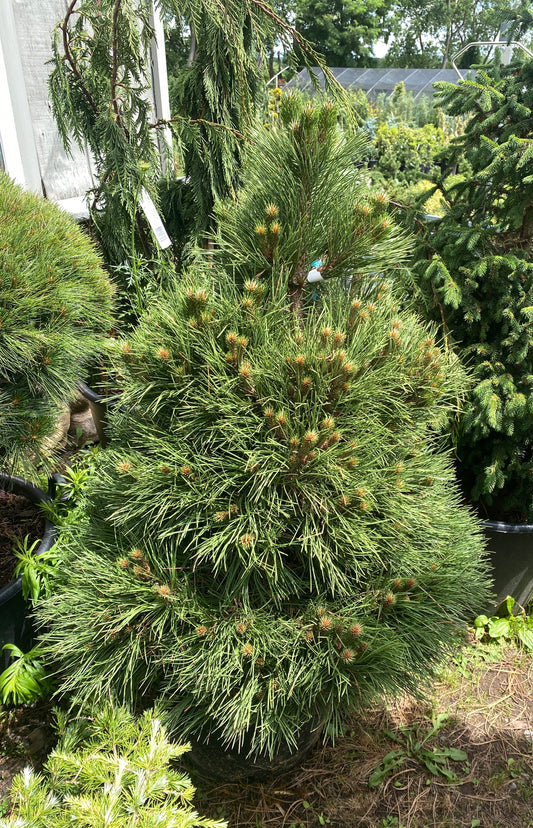 Pinus nigra 'Hornibrookiana'