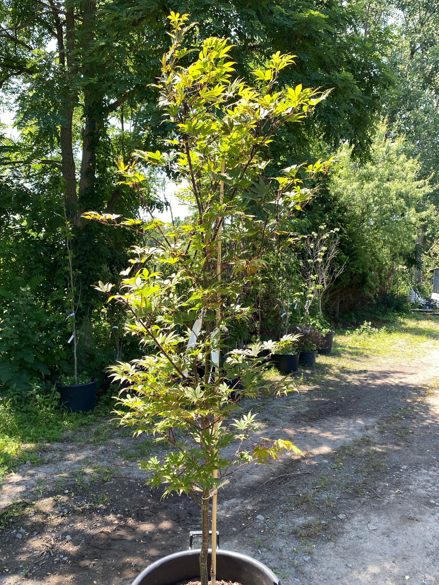 Acer palmatum 'Redwing'