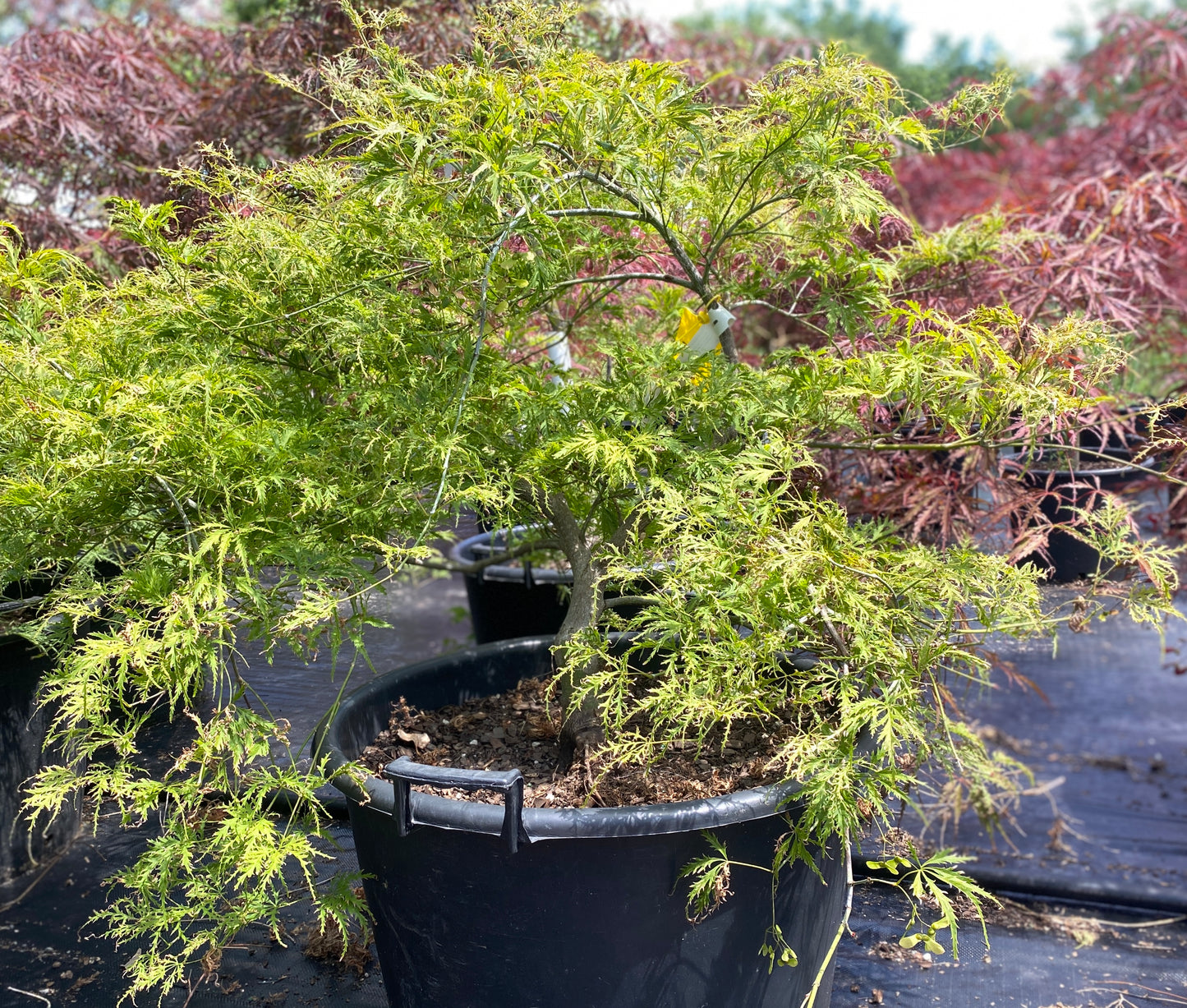 Acer palmatum 'Filigree'