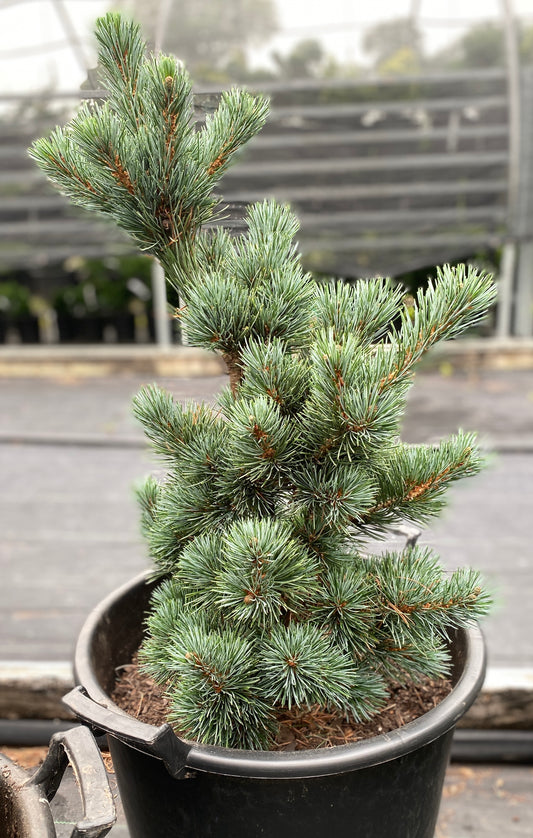 Pinus parviflora 'Aoi'