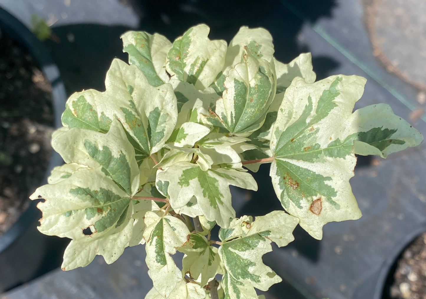 Acer campestre 'Carnival'