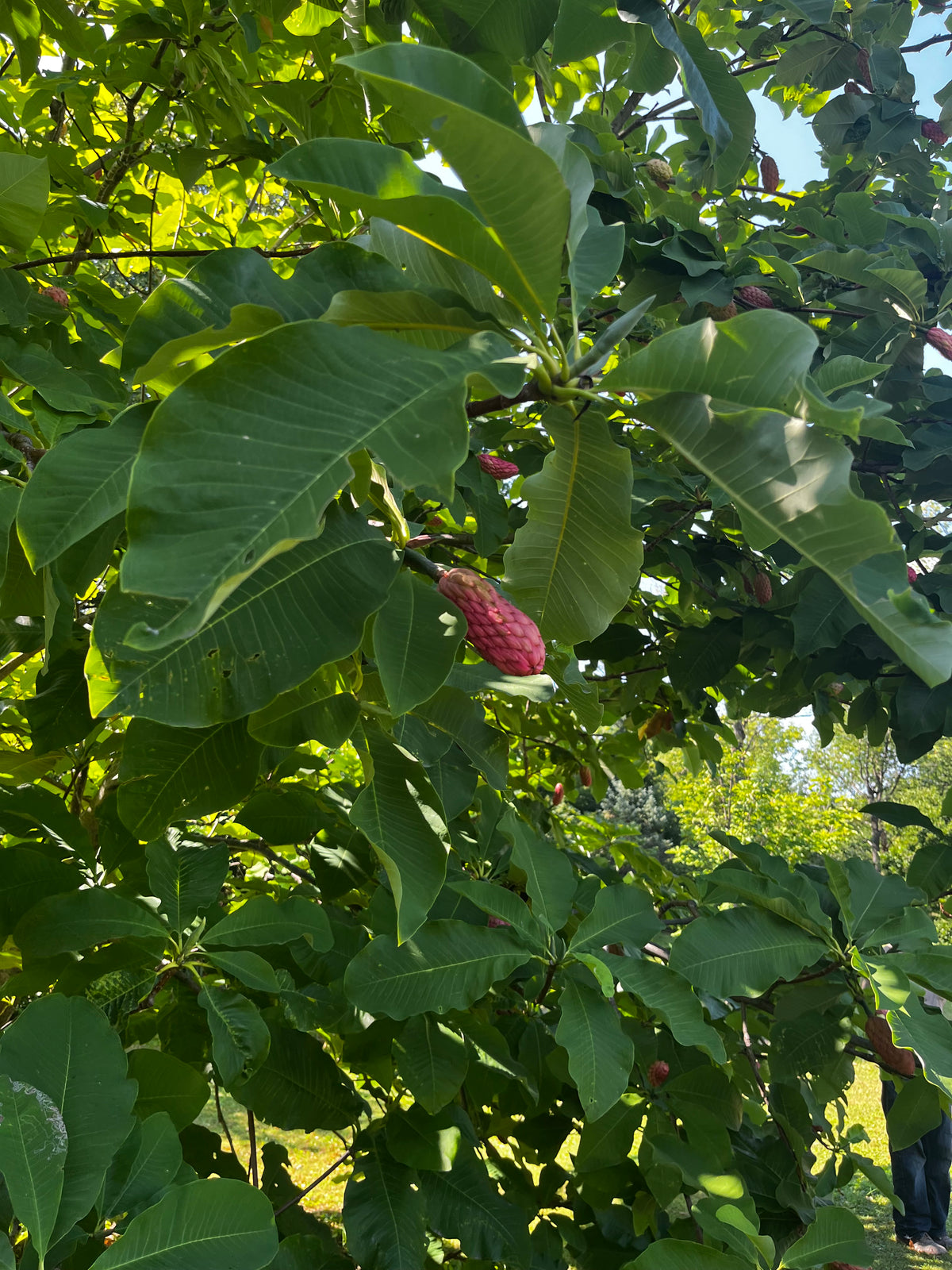 Magnolia tripetala