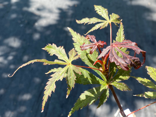 Acer shirasawanum 'Purple Umbrella'