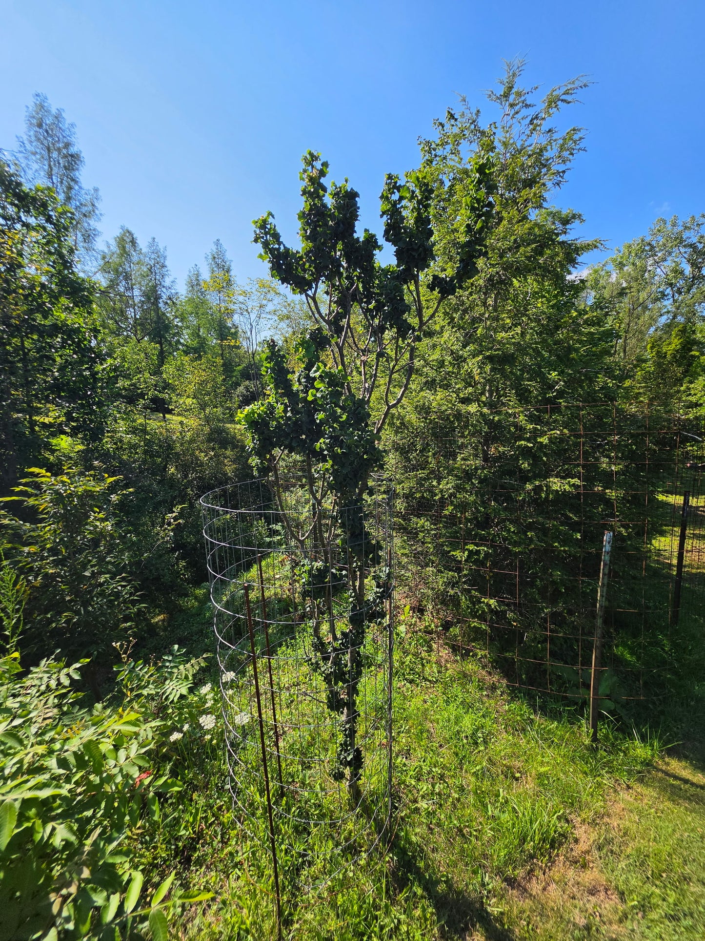 Quercus robur 'General Pulaski'
