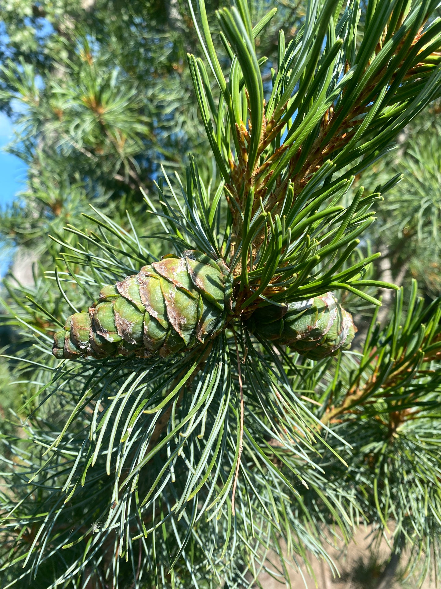 Pinus parviflora 'Blue Angel'