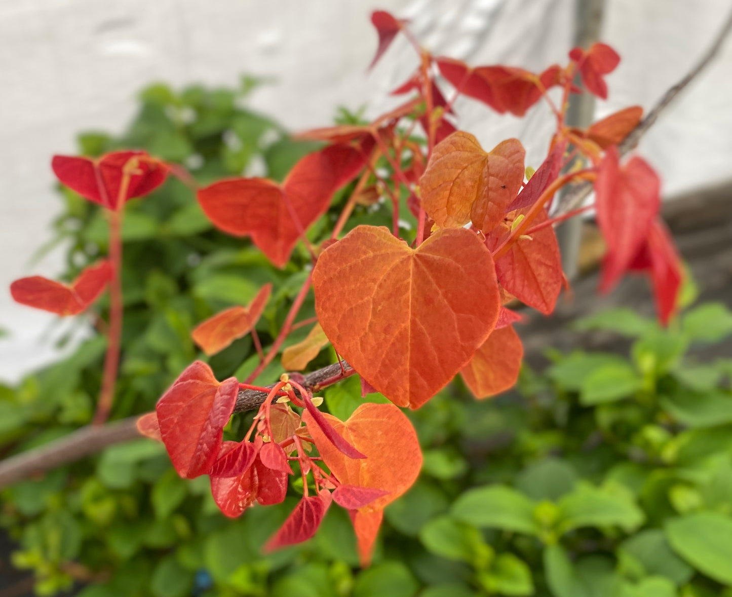 Cercis canadensis 'Flame Thrower'