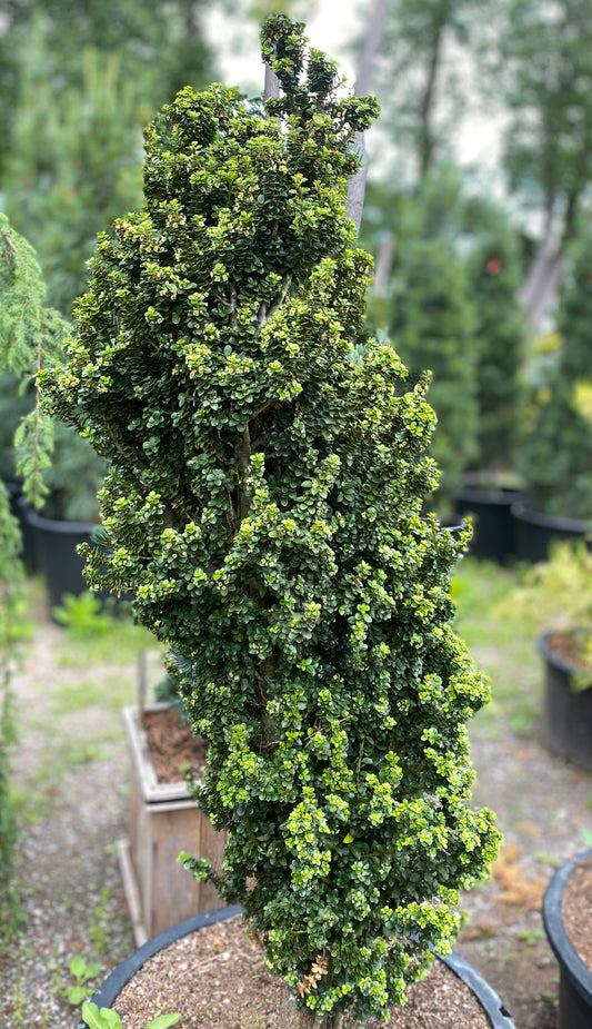 Ilex crenata 'Dwarf Pagoda'