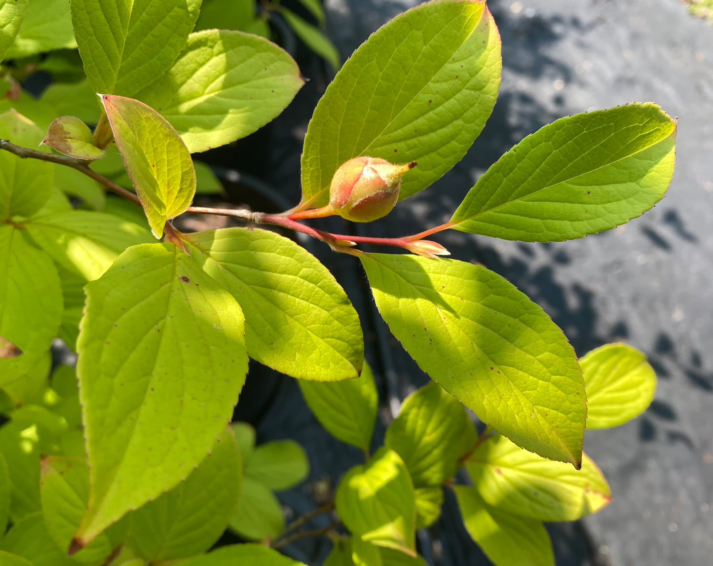 Stewartia pseudocamellia