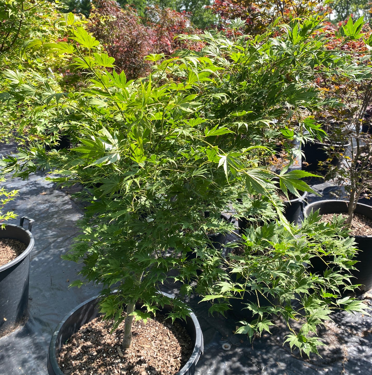 Acer palmatum 'Murasaki'