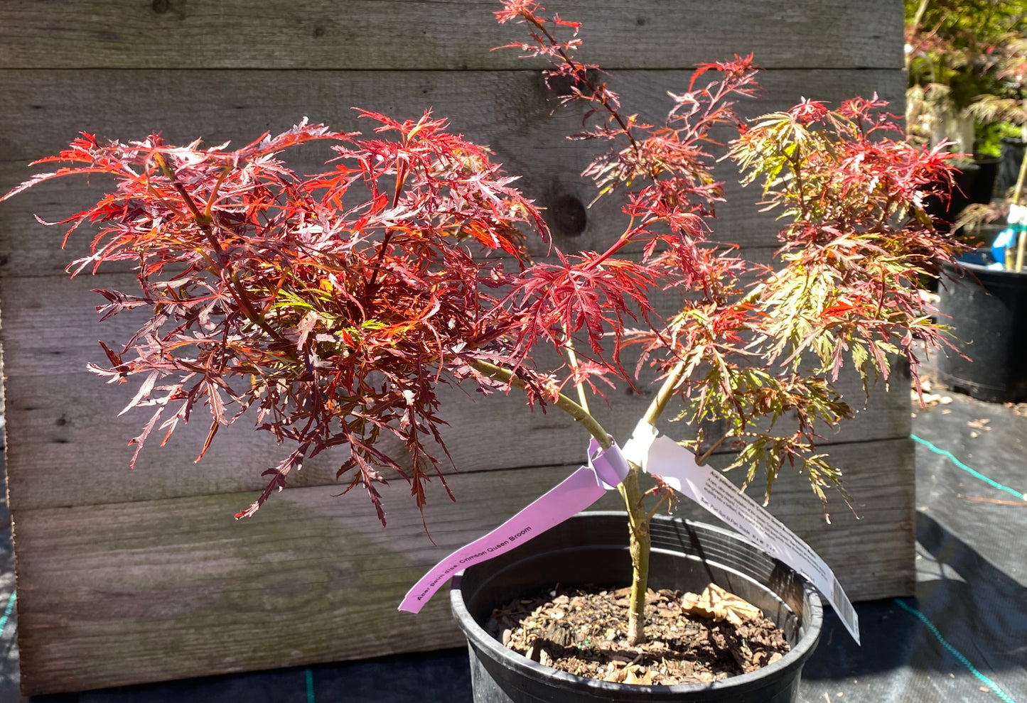 Acer palmatum dissectum 'Crimson Queen Broom'
