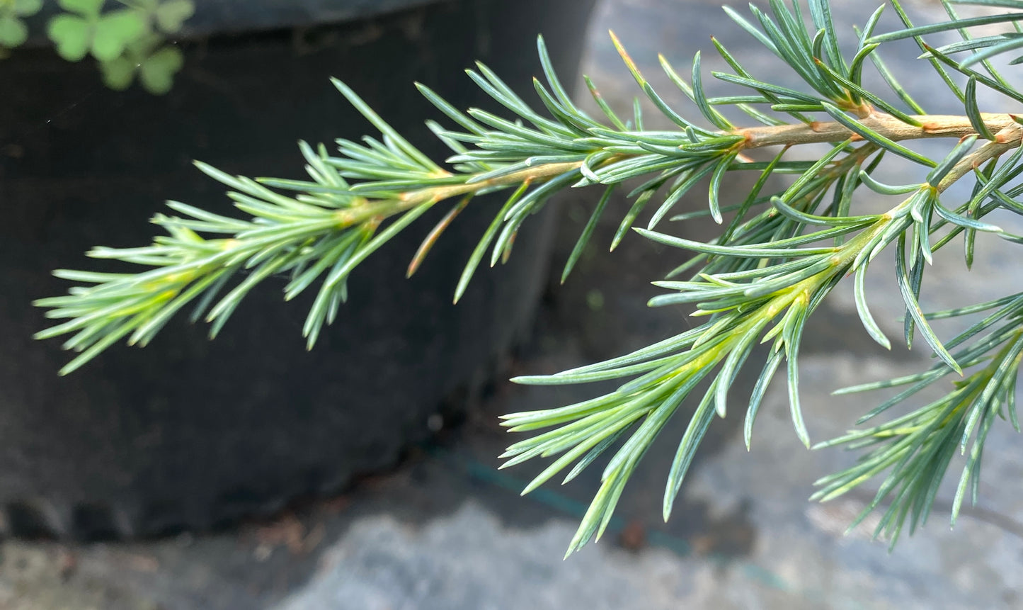 Cedrus libani 'Blue Angel'
