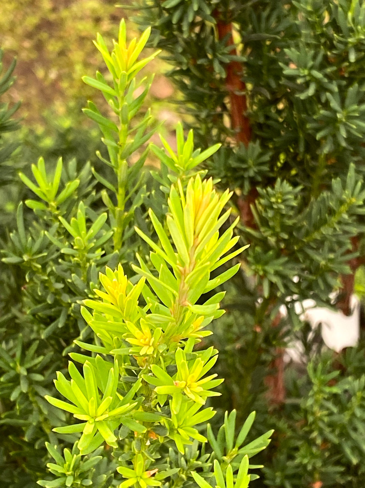 Taxus x media 'Stonehenge'
