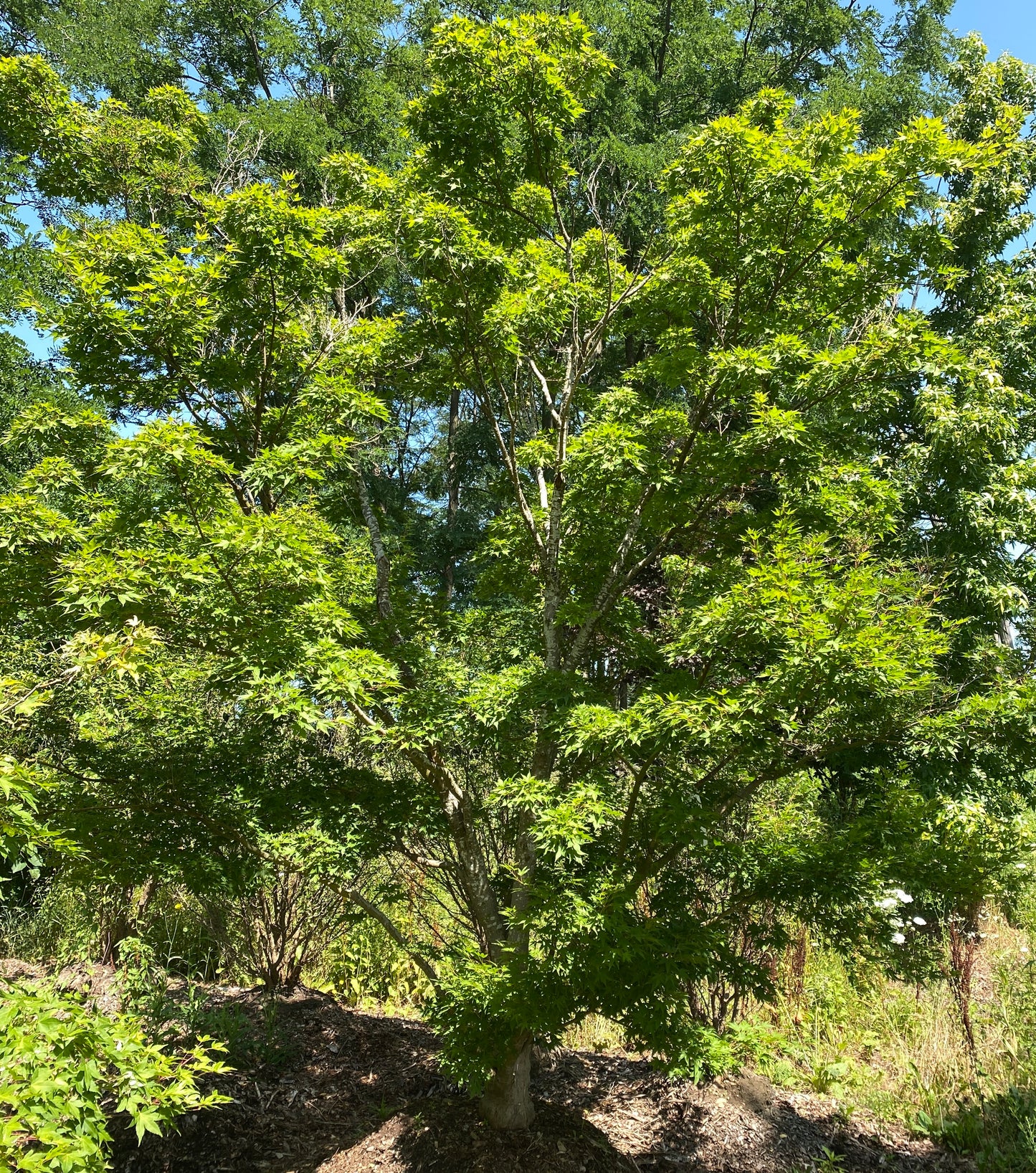 Acer palmatum 'Okushimo' / Green Seedling