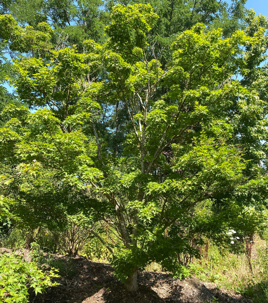 Acer palmatum 'Okushimo' / Green Seedling