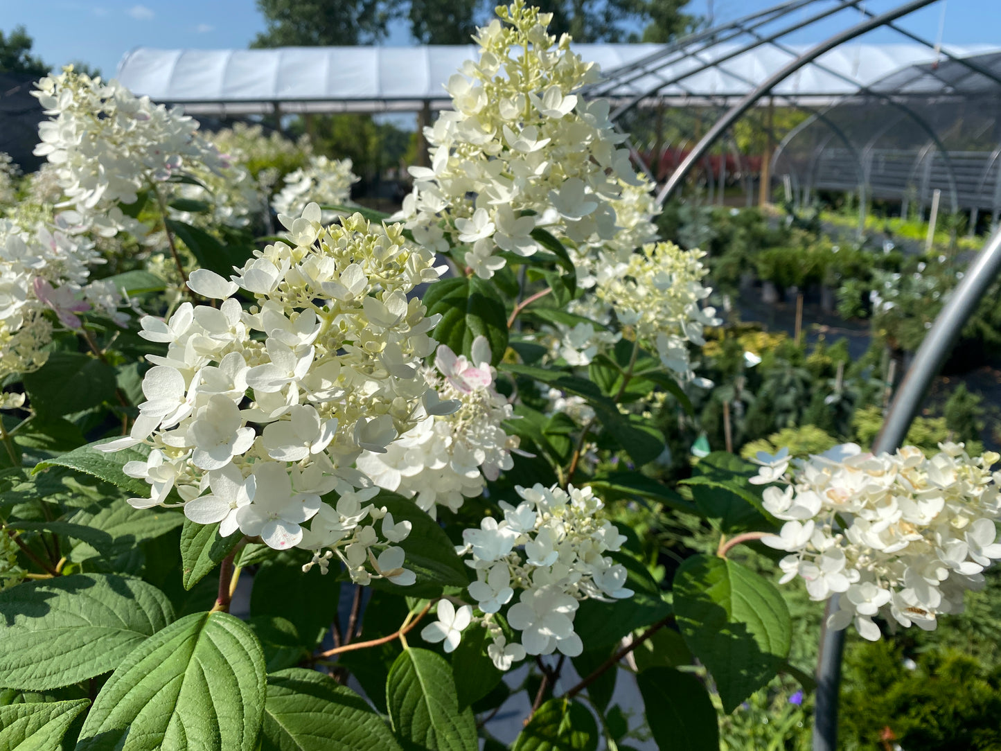 Hydrangea paniculata 'Fire Light'