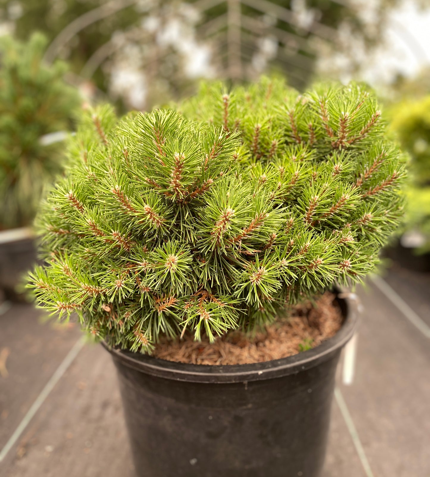 Pinus sylvestris 'Mecek'