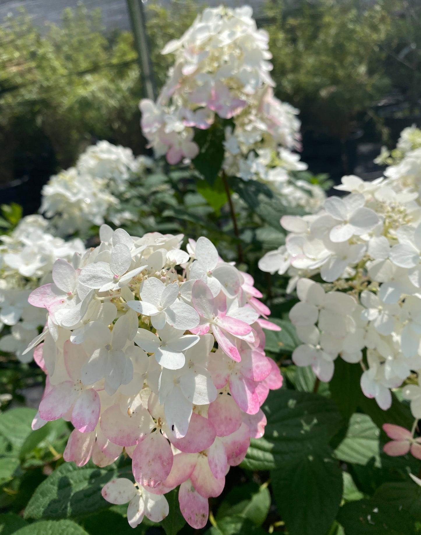 Hydrangea paniculata 'Fire Light'