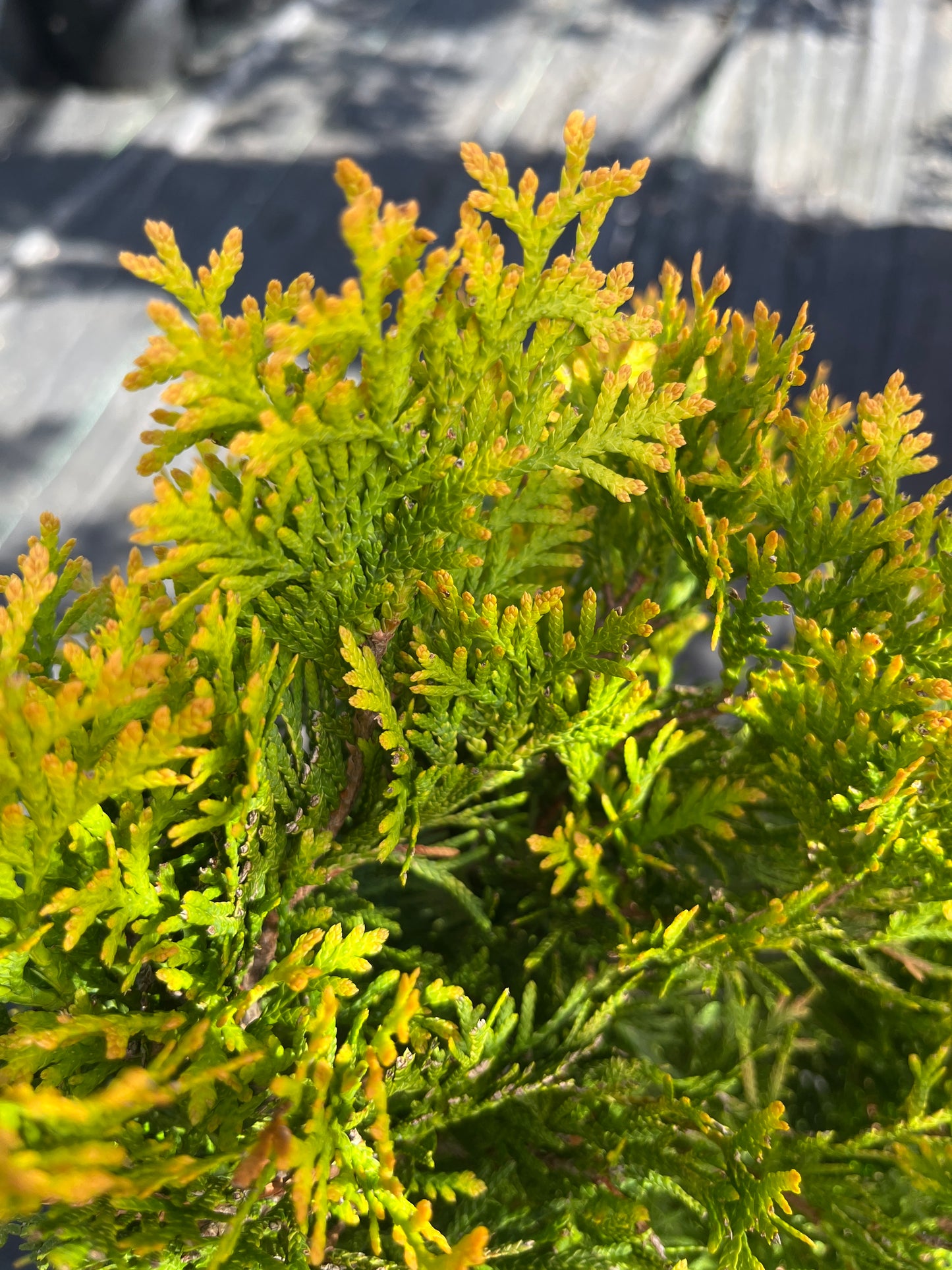 Thuja occidentalis 'Jantar'