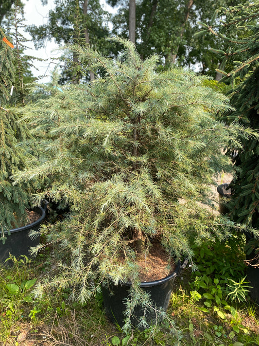 Cedrus deodara 'Cream Puff'