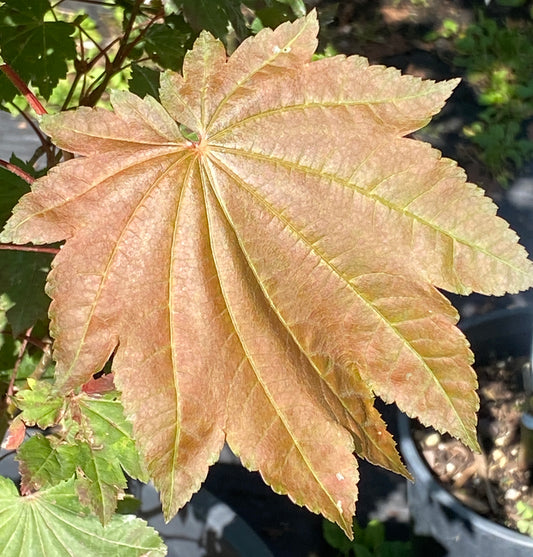 Acer japonicum 'Ruby'