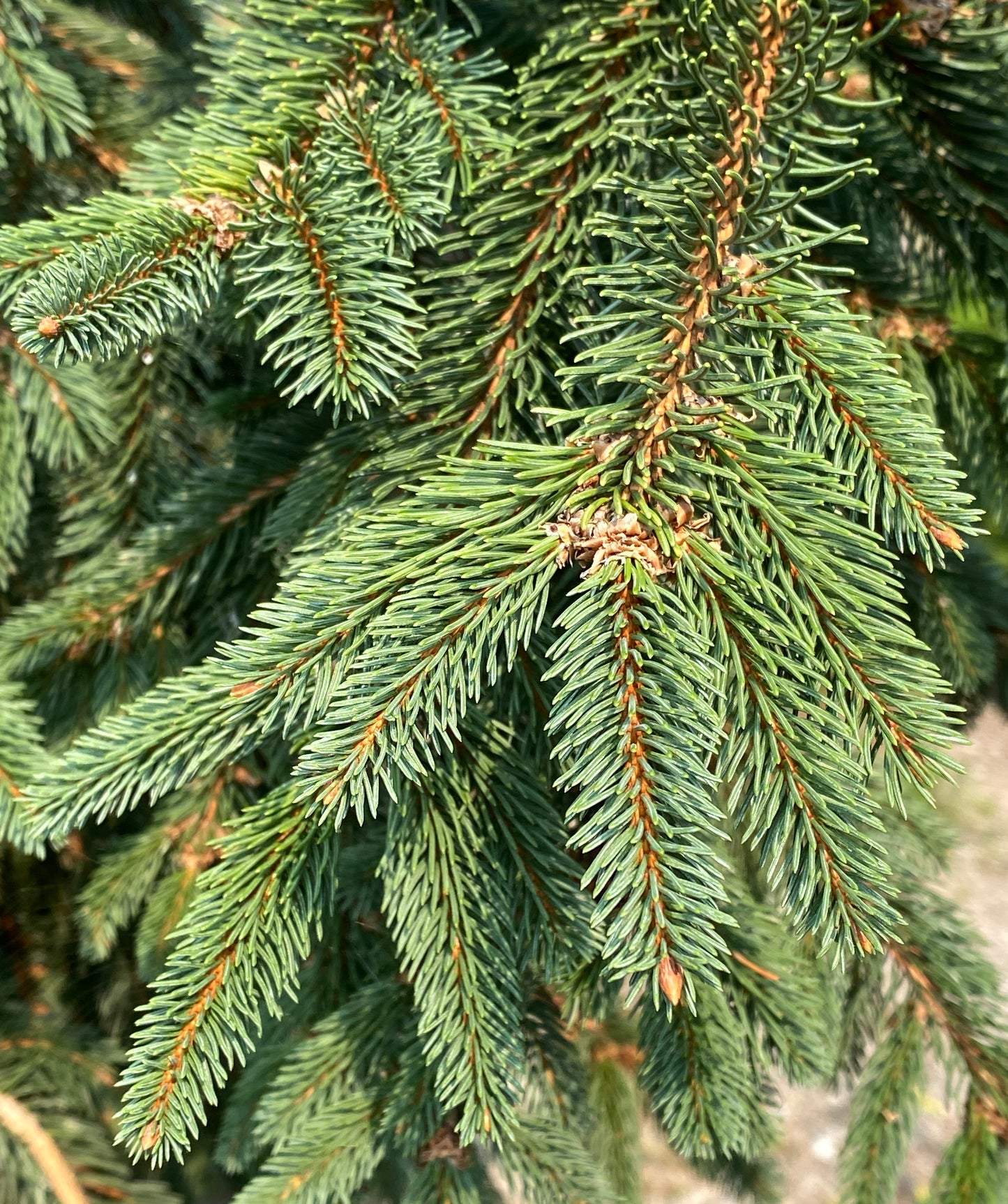 Picea abies 'Glauca Pendula'