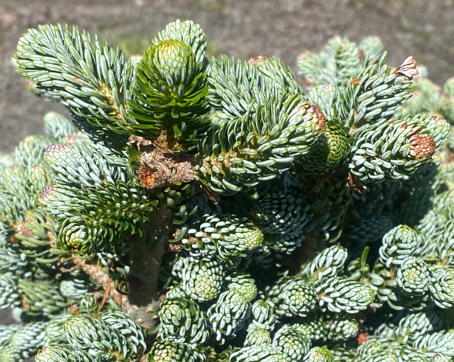 Abies koreana 'Ice Breaker'