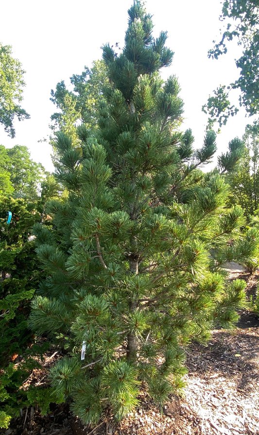 Pinus cembra 'Twister'
