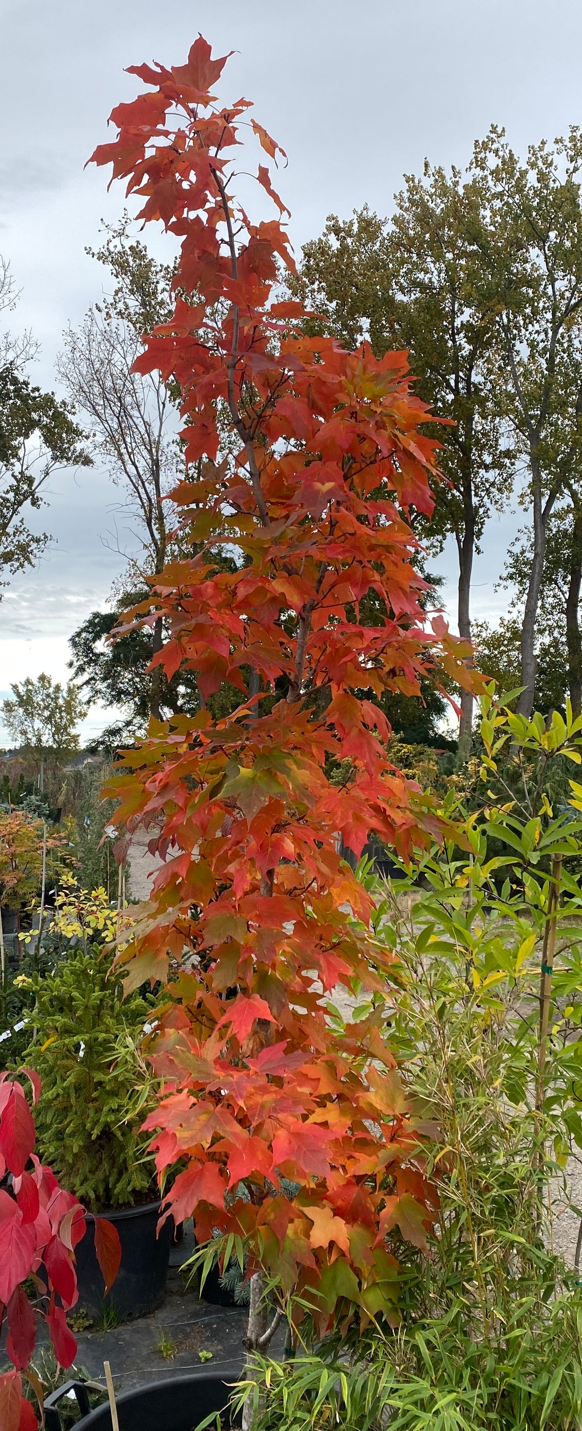 Acer saccharum 'Newton Sentry'