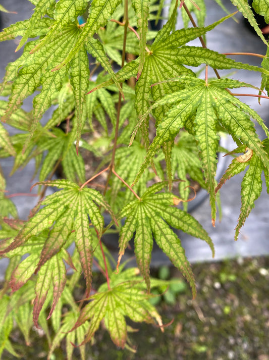 Acer palmatum 'Phantom Flame'