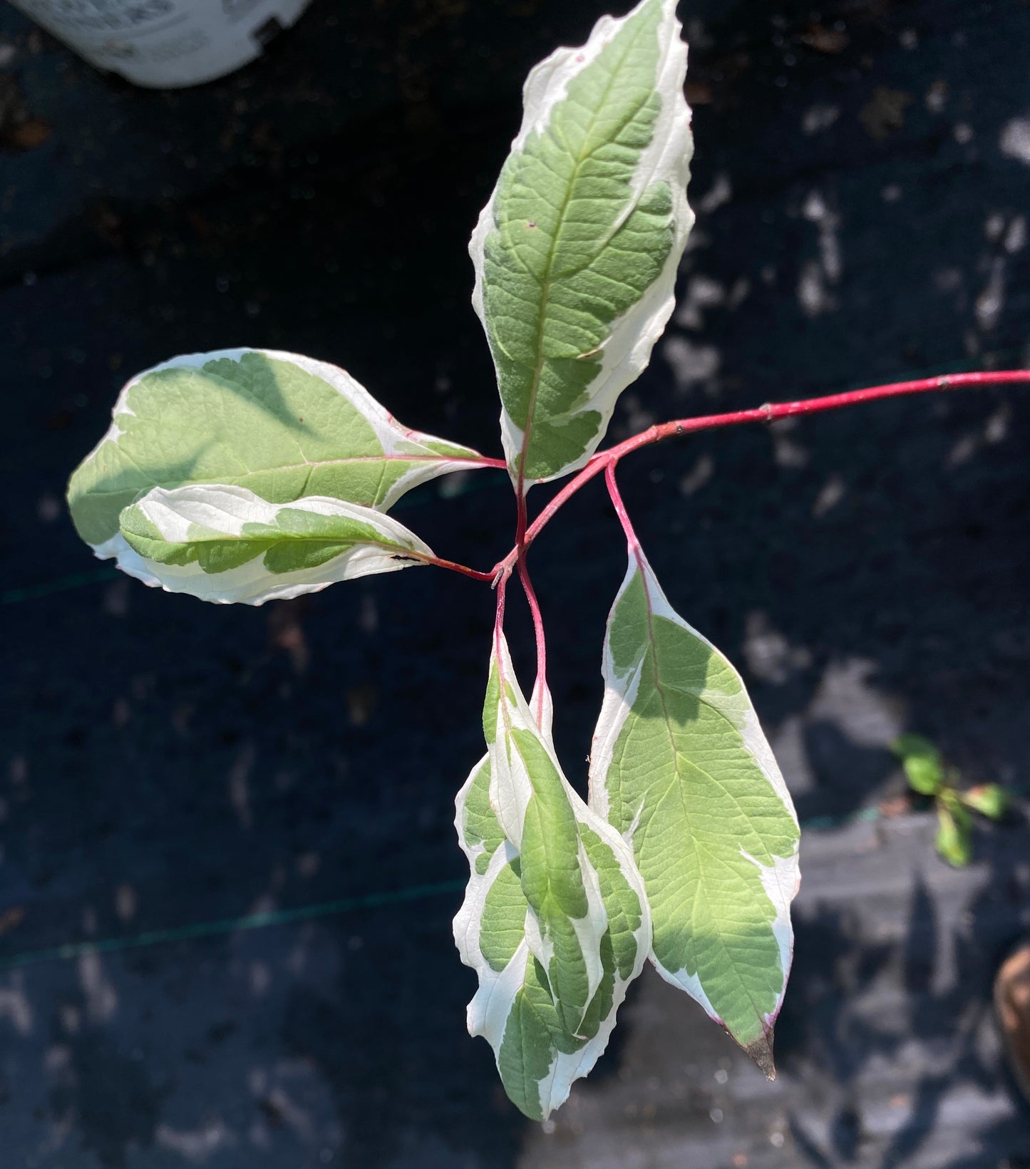Cornus alba 'Elegantissima'