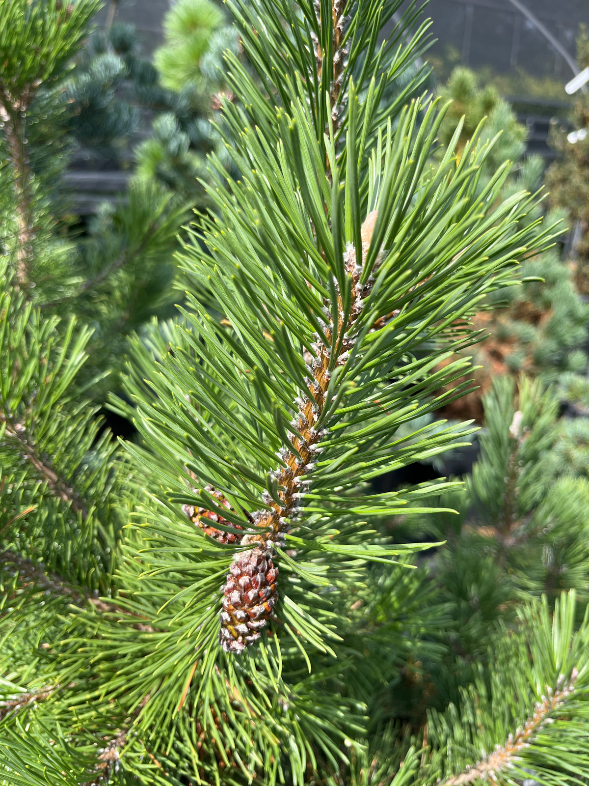 Pinus mugo 'La Cabana'
