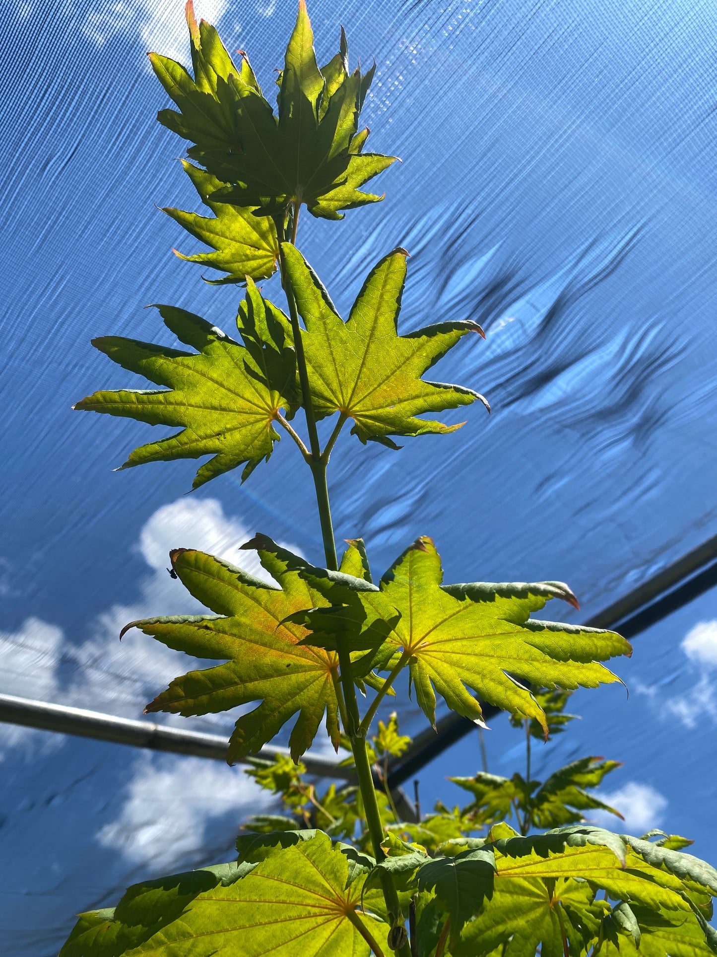 Acer pseudosieboldianum ssp. takesimense