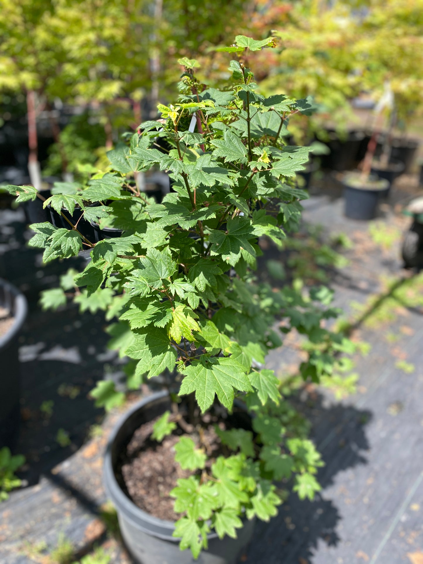 Acer circinatum 'Sunny Sister'